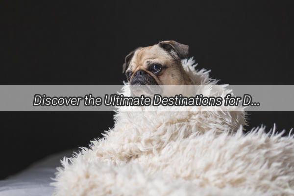 Discover the Ultimate Destinations for DogLovers and Their Furry Companions